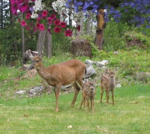 deer-fawn1