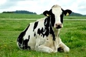 5753824-relaxing-holstein-cow-in-austrian-meadow